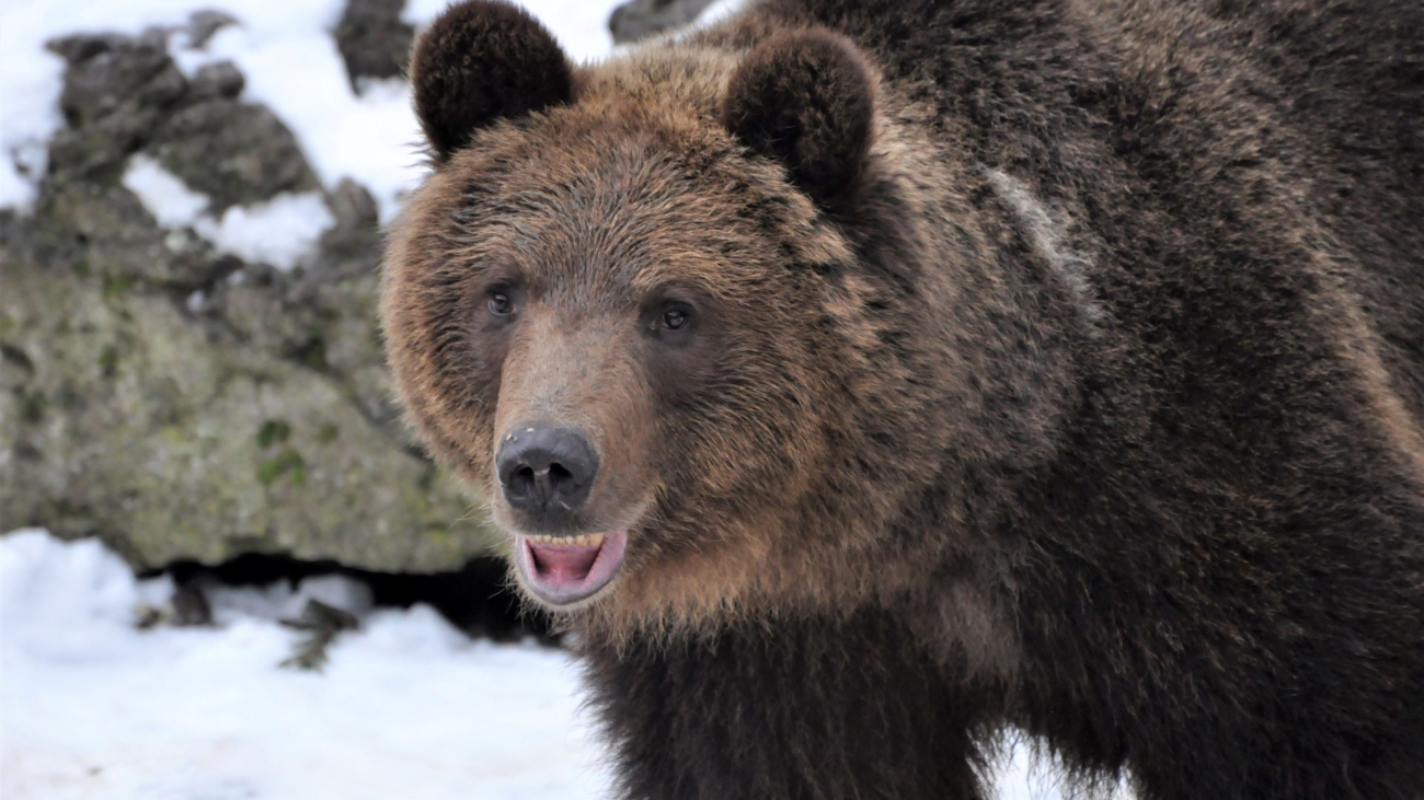 Problémové medvede nečaká na Slovensku dlhý život