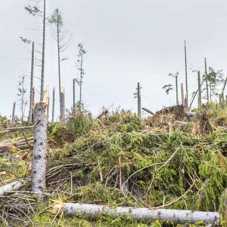 Zničený les v Tatrách. Foto: Depositphotos.