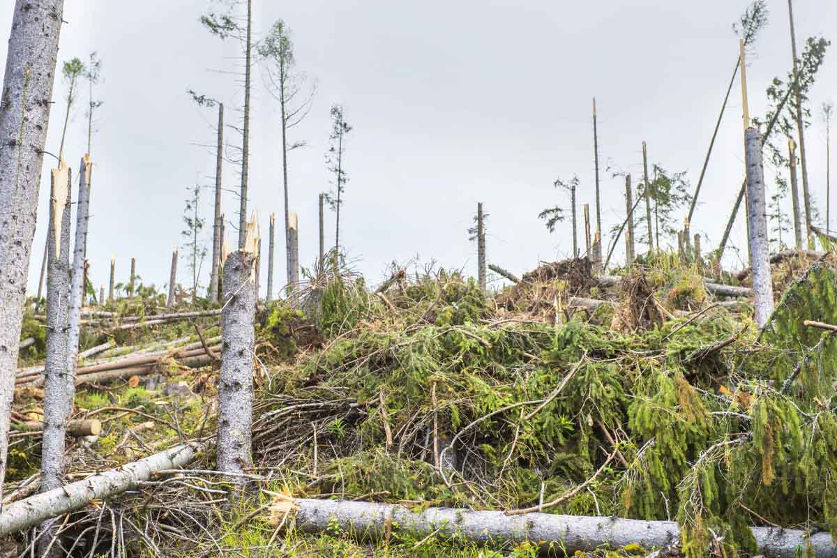 Zničený les v Tatrách. Foto: Depositphotos.