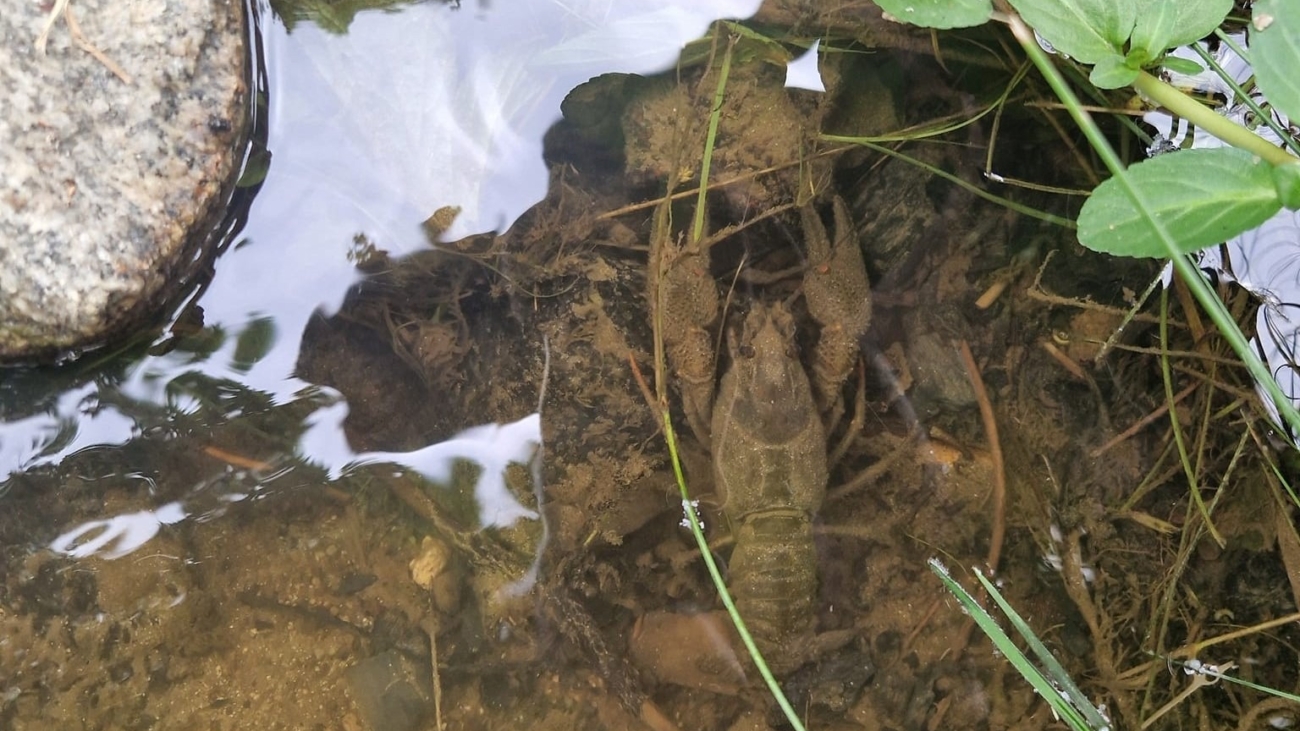 Raky boli vysilené, nevedeli sa hýbať