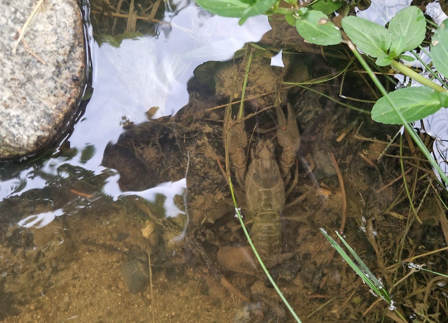 Raky boli vysilené, nevedeli sa hýbať