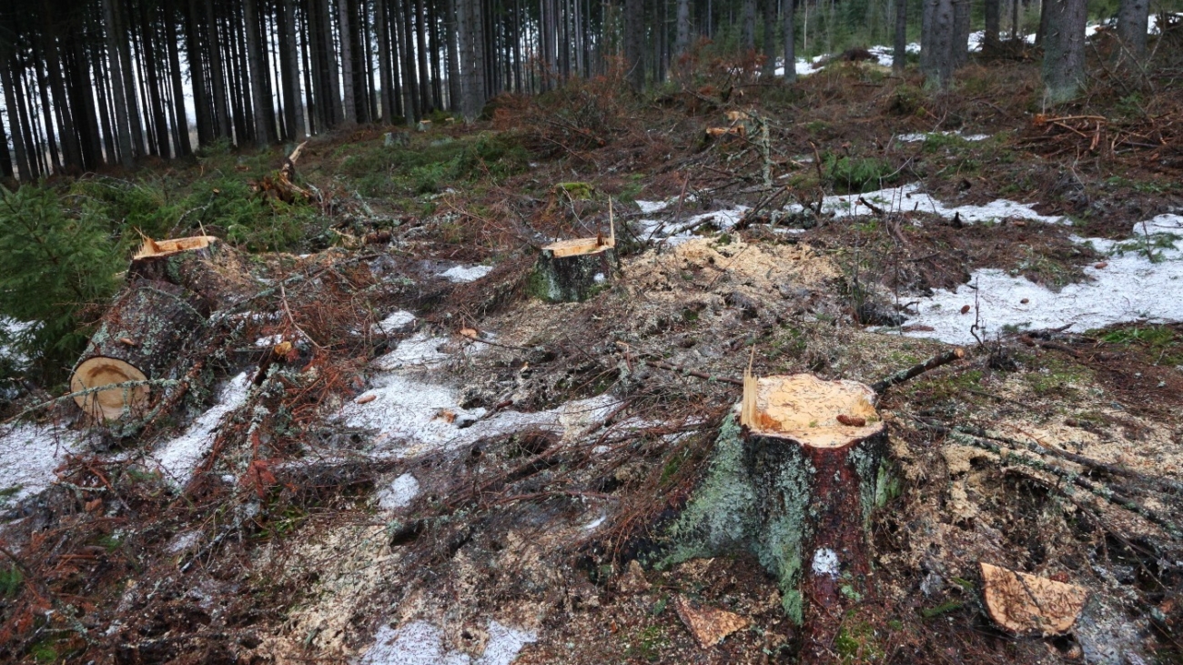 Aktivisti tvrdia, že s výrubom v Nizkych Tatrách nie je všetko v poriadku