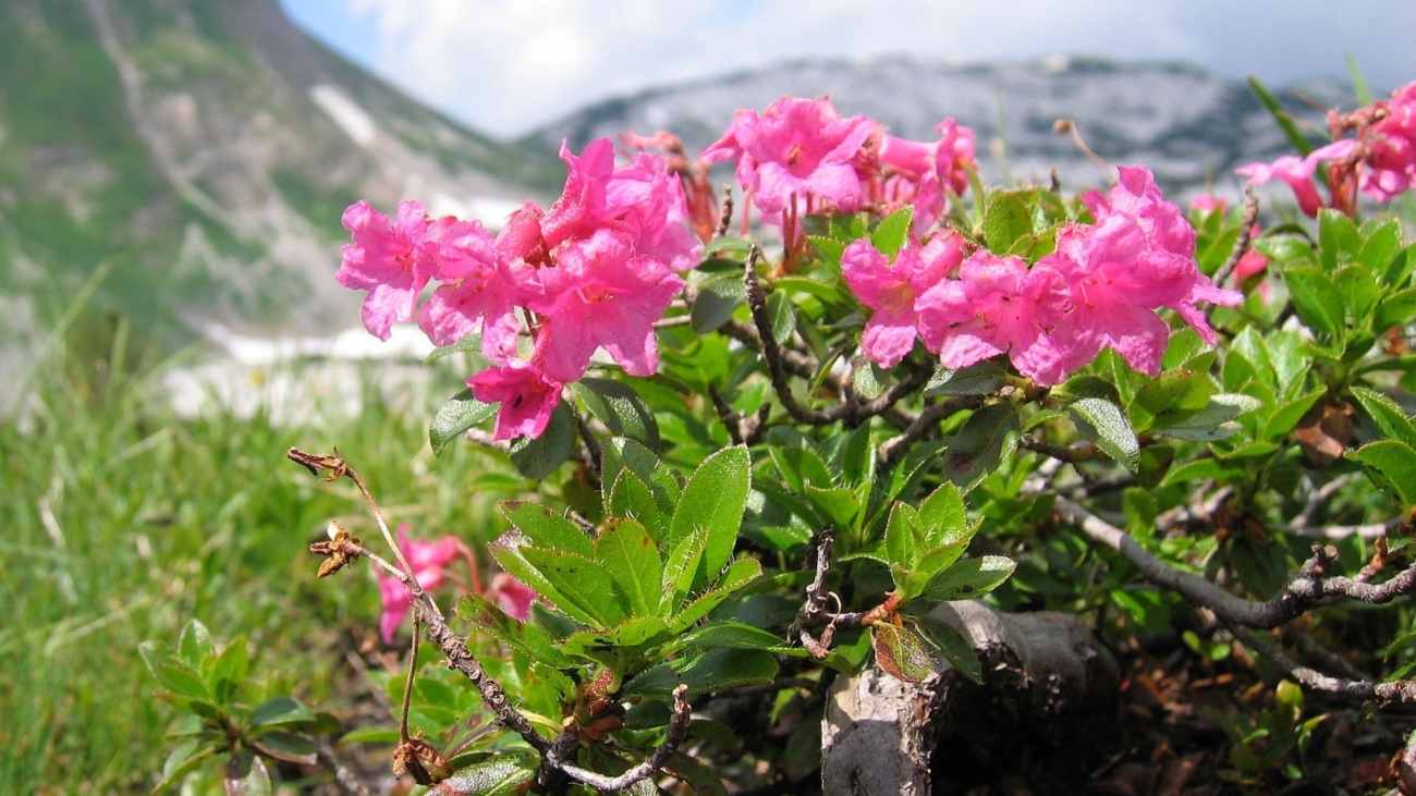 Rododendrony previezli do Tatier z Álp