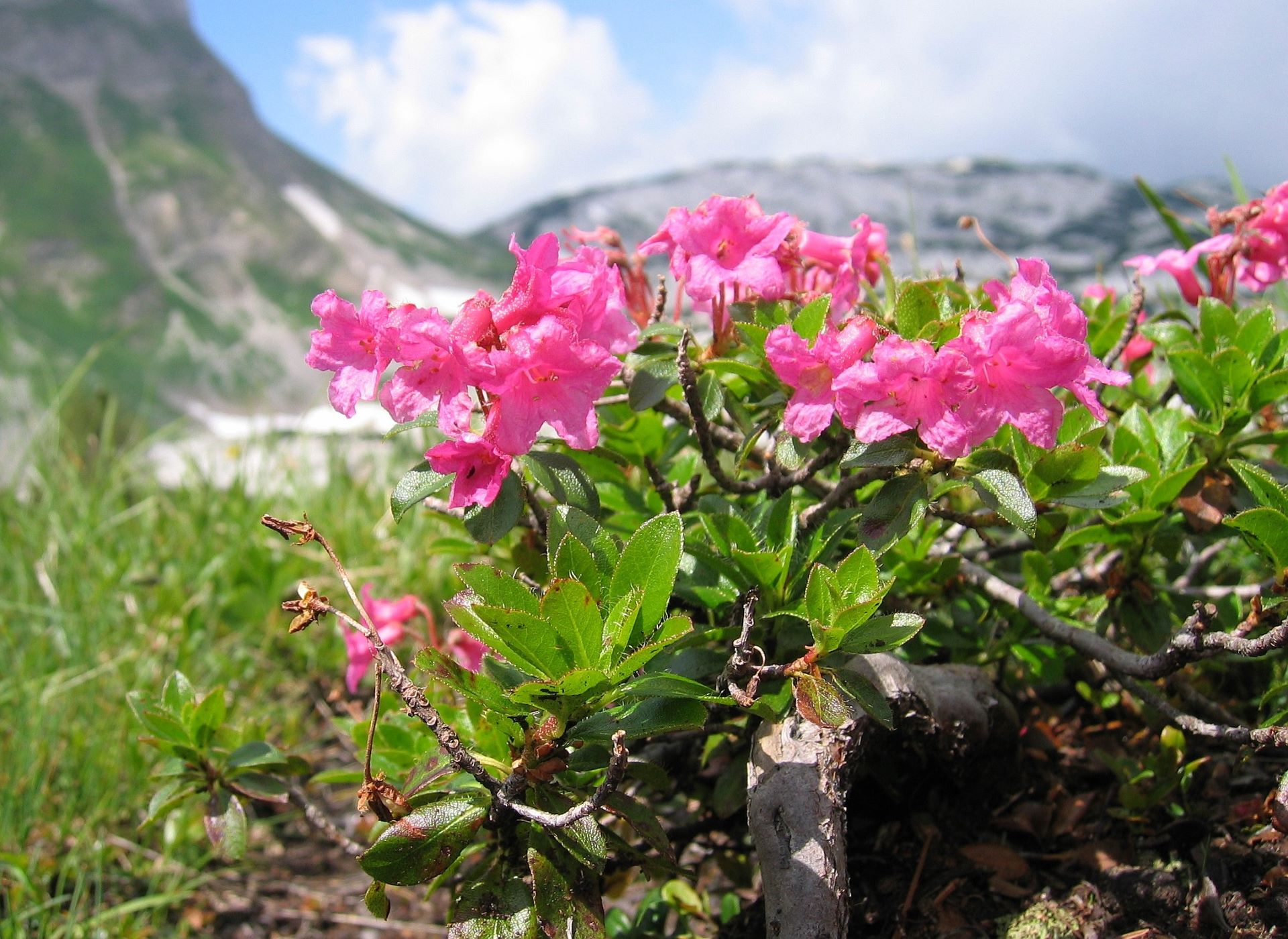 Rododendrony previezli do Tatier z Álp