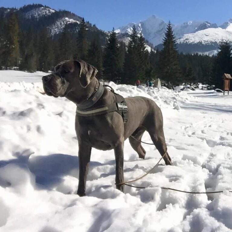 Pred túrou so psom sa treba presvedčiť, kam zviera môže