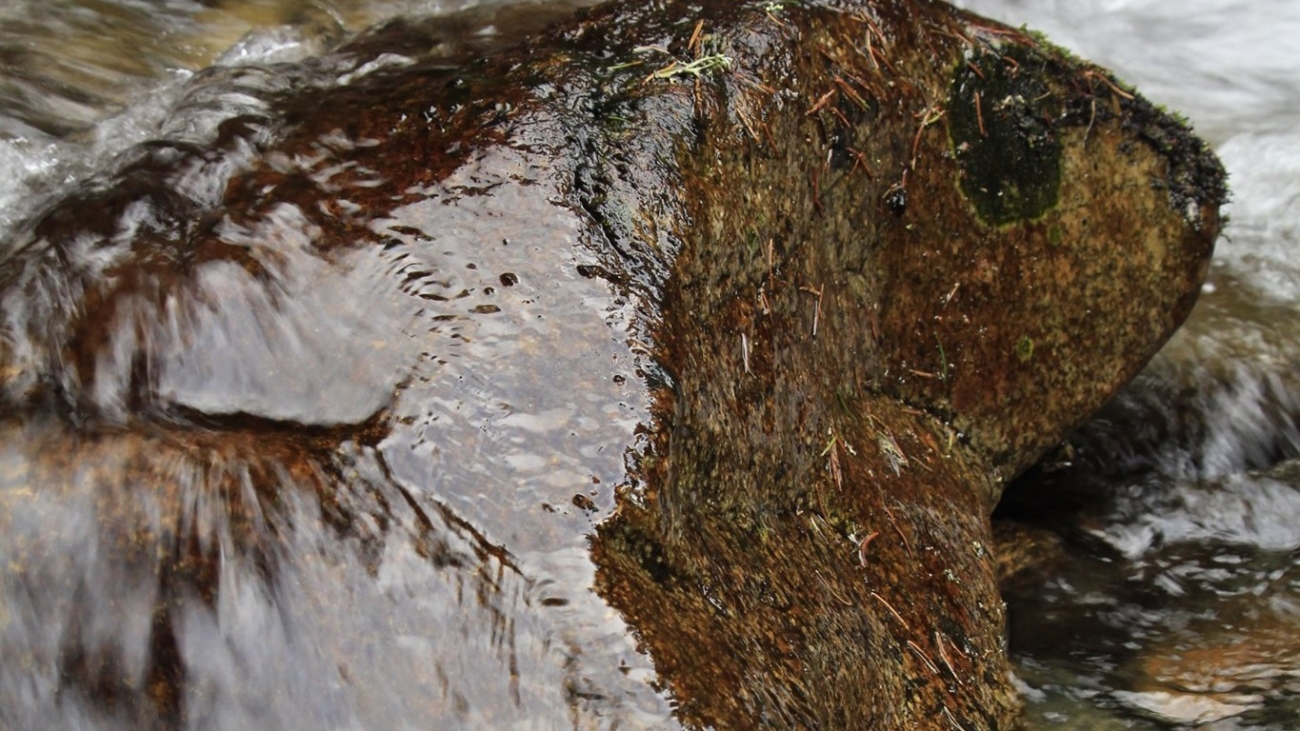 Bobor vodný v Tatrách