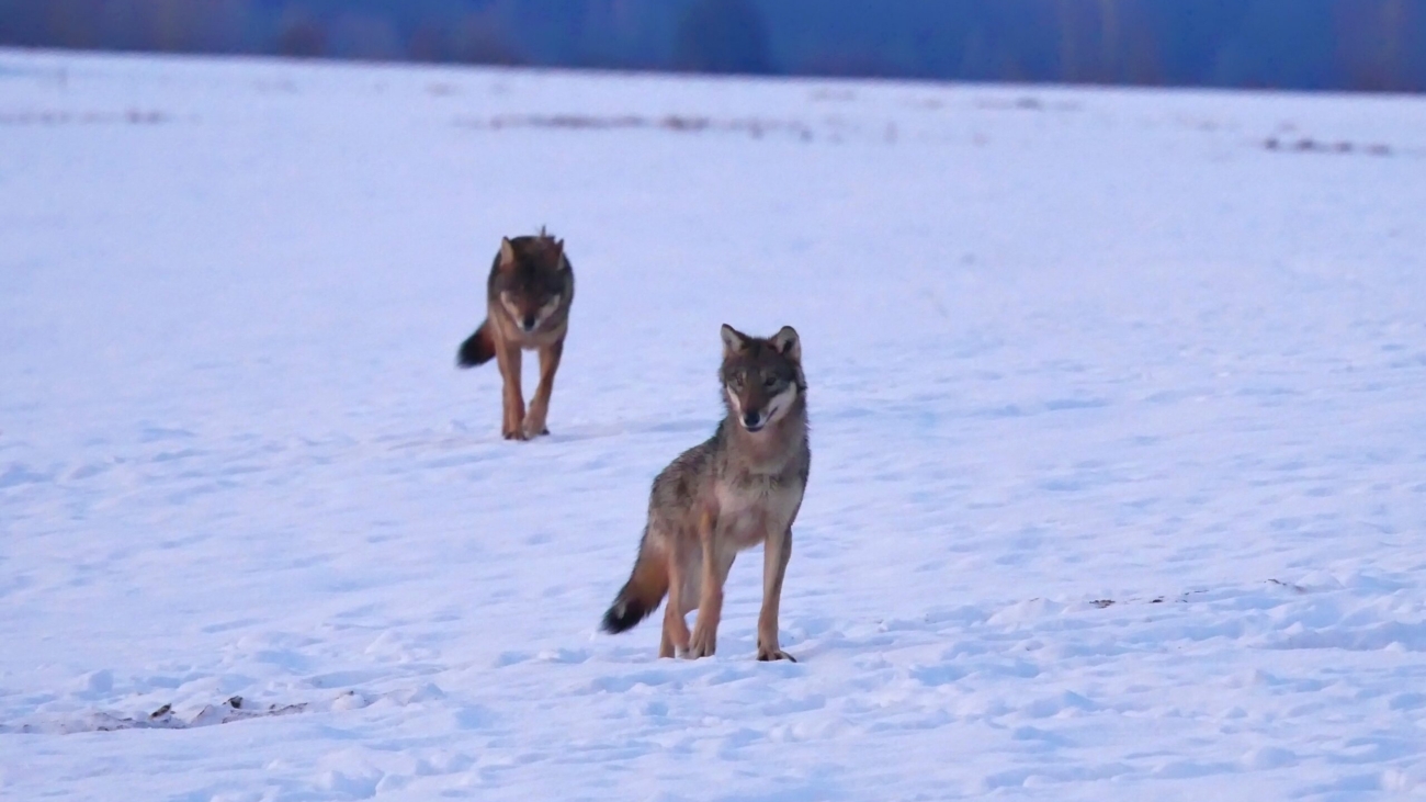 Zvieratá žijúce v tatranskej prírode. Foto: Tomáš Kučera.
