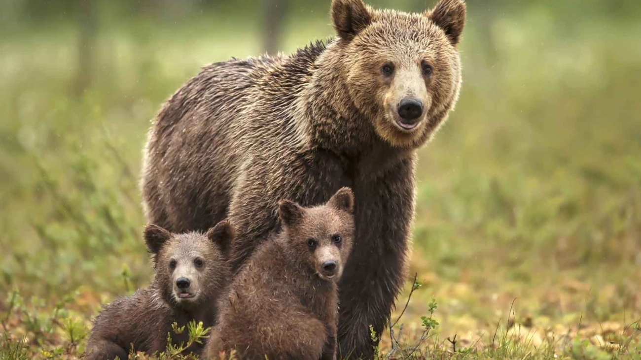 Medvede môžu byť teraz na jar agresívnejšie