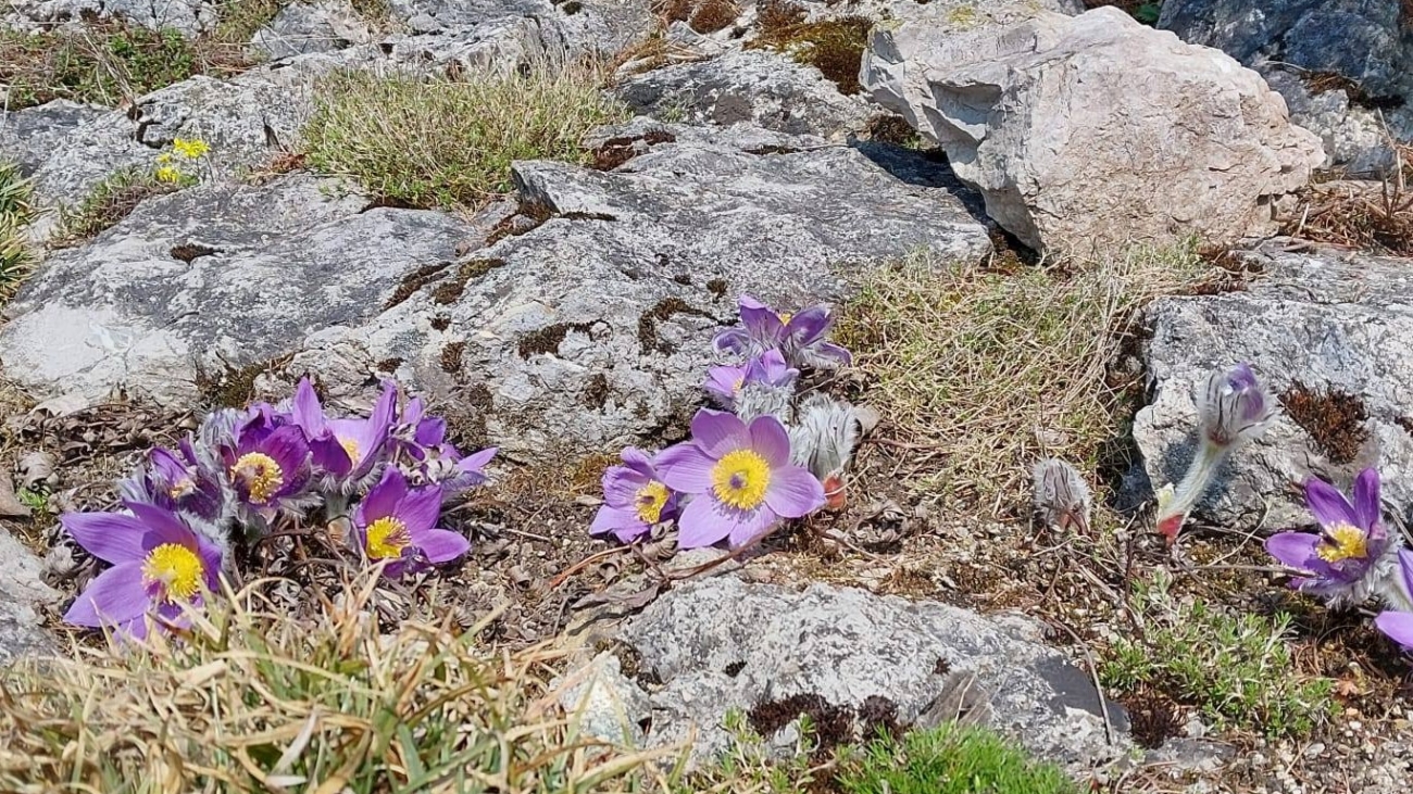 Tatry pomaličky rozkvitajú