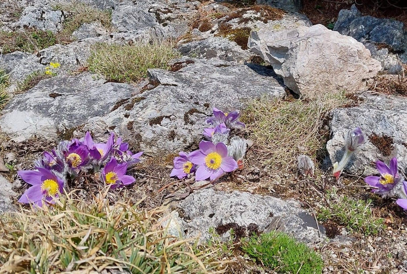 Tatry pomaličky rozkvitajú