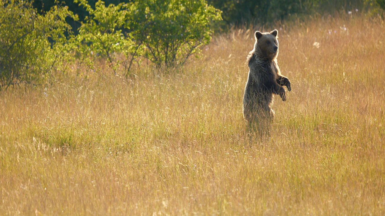 Medveď na Podpoľaní. Foto: Radovan Haluza.