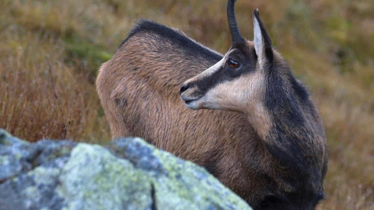 Aj kamzíka vrchovského tatranského možno nakaziť vírusom slintačky a krívačky