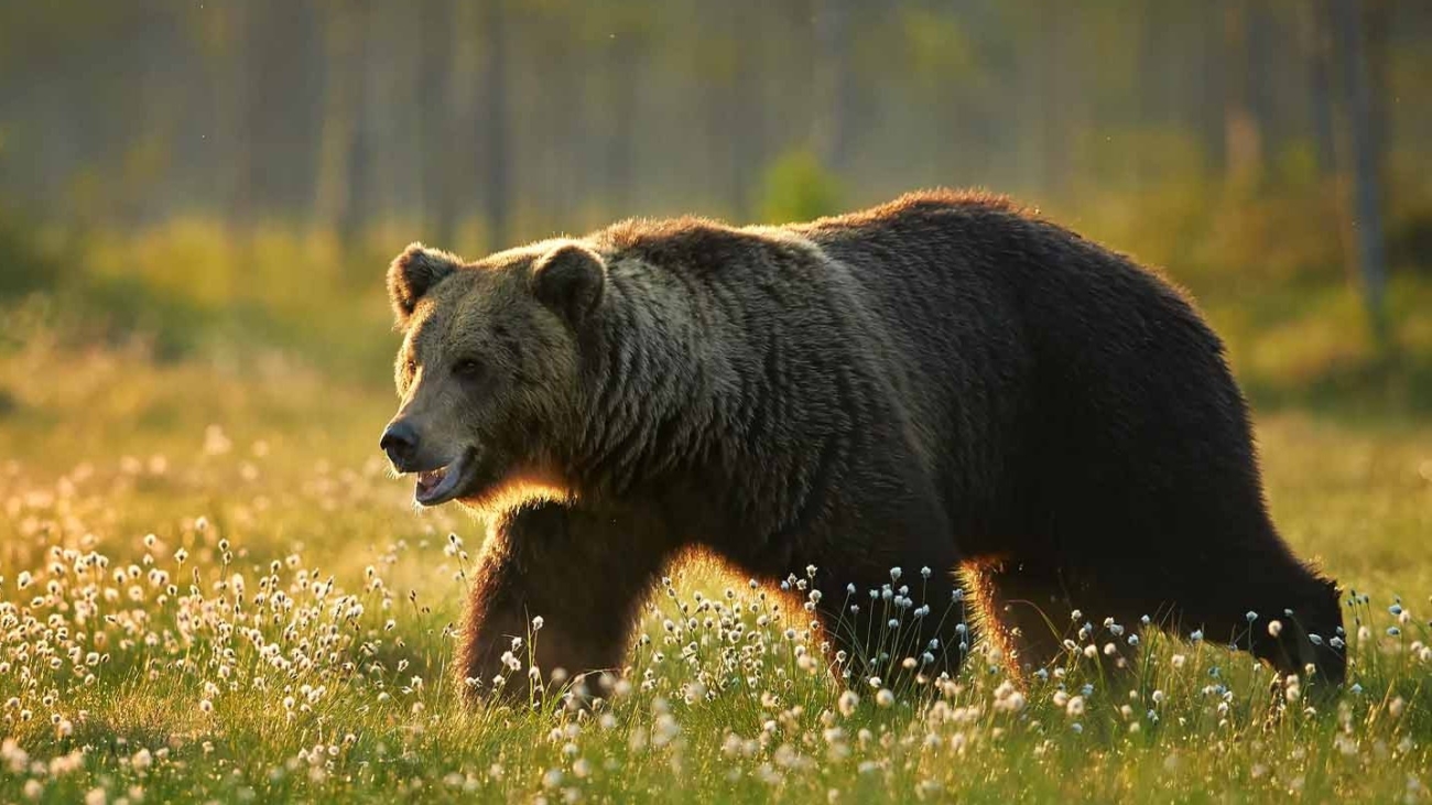 Medveď hnedý, naša najväčšia šelma