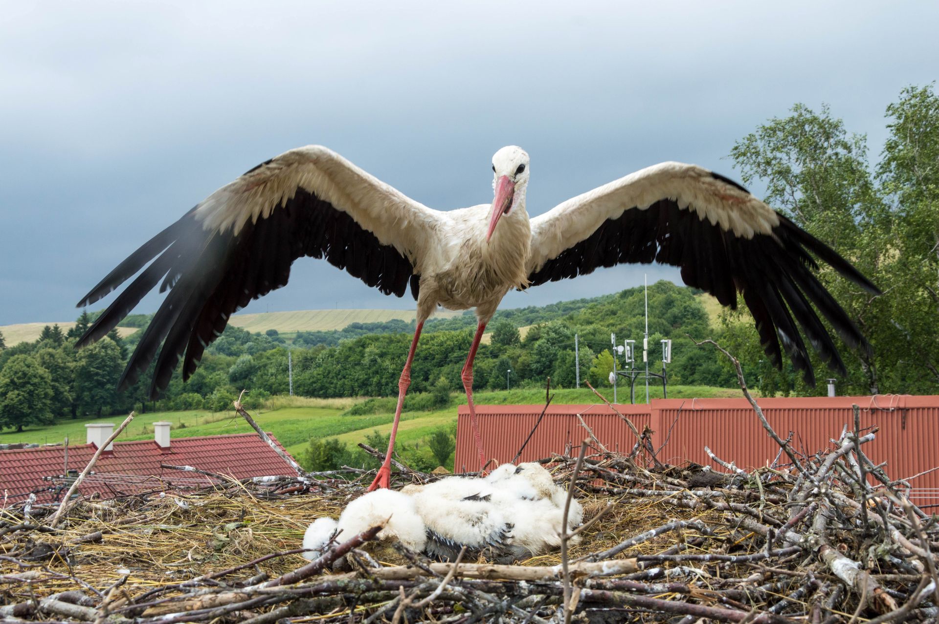 Bociany sú ozdobou našich obcí