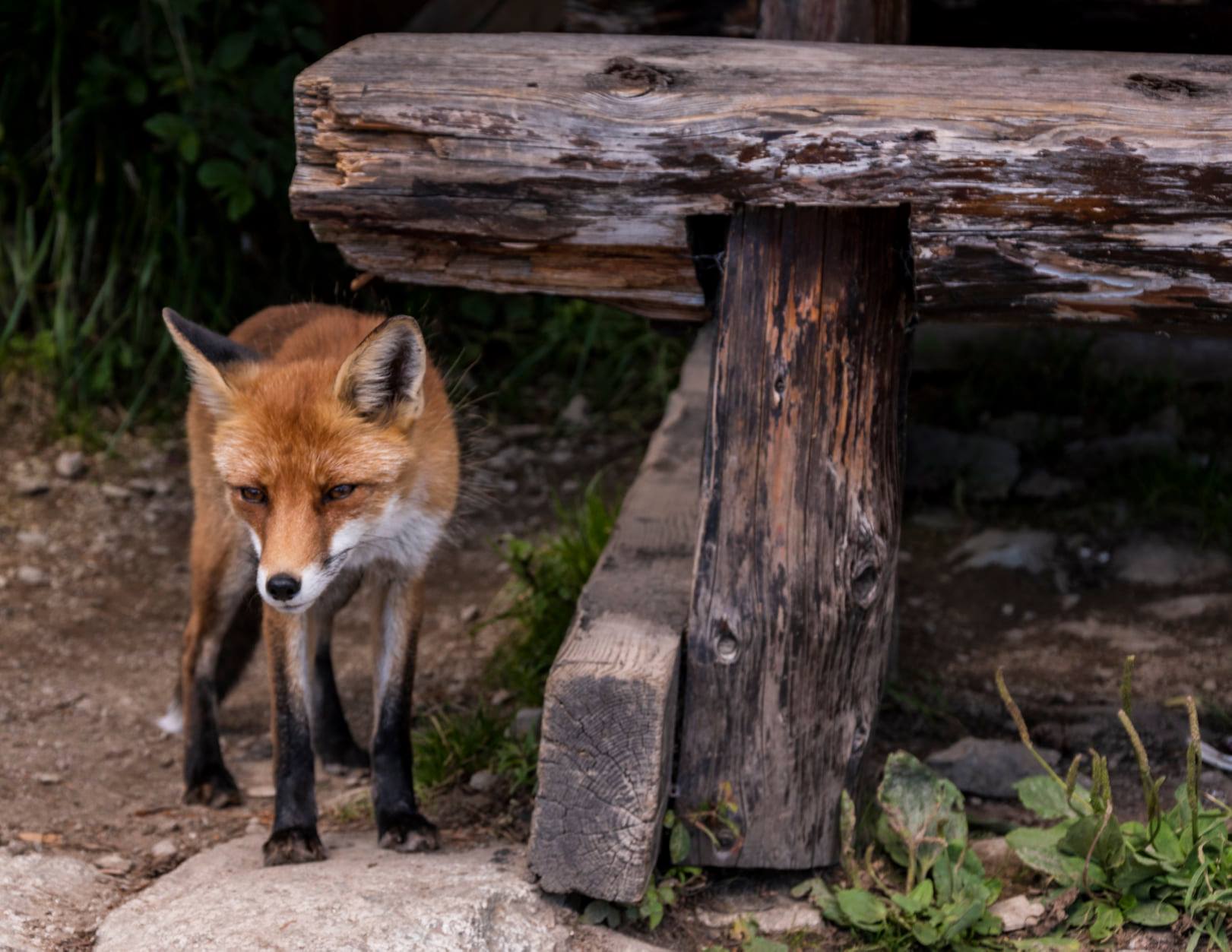 Na Tatranskej magistrále. Líšky sa pohybuje v blízkosti miest turistickej infraštruktúry