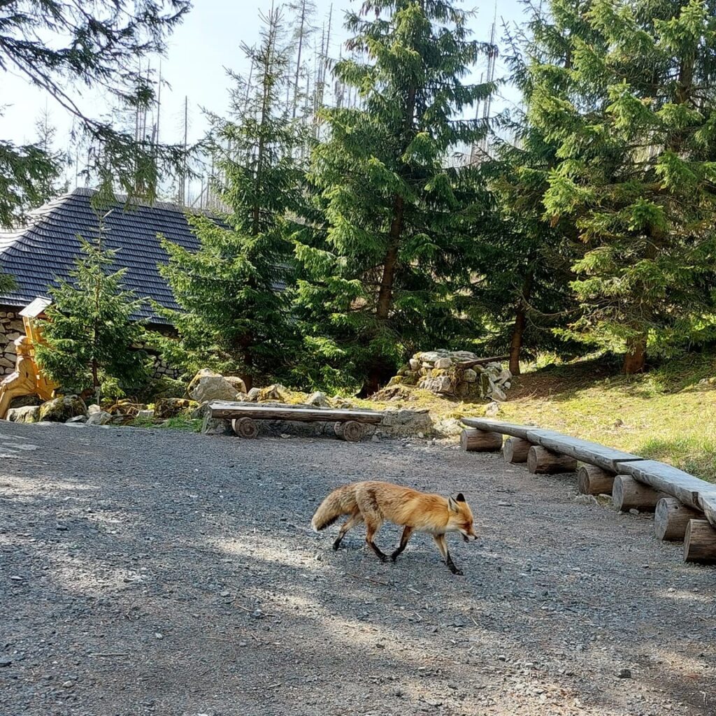 Pri chatách je líška doma