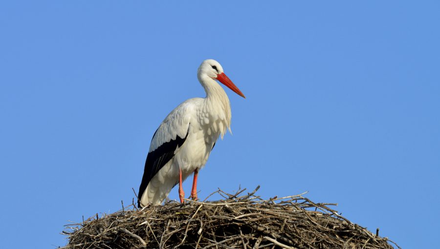 Bocianov na Slovensku pribúda