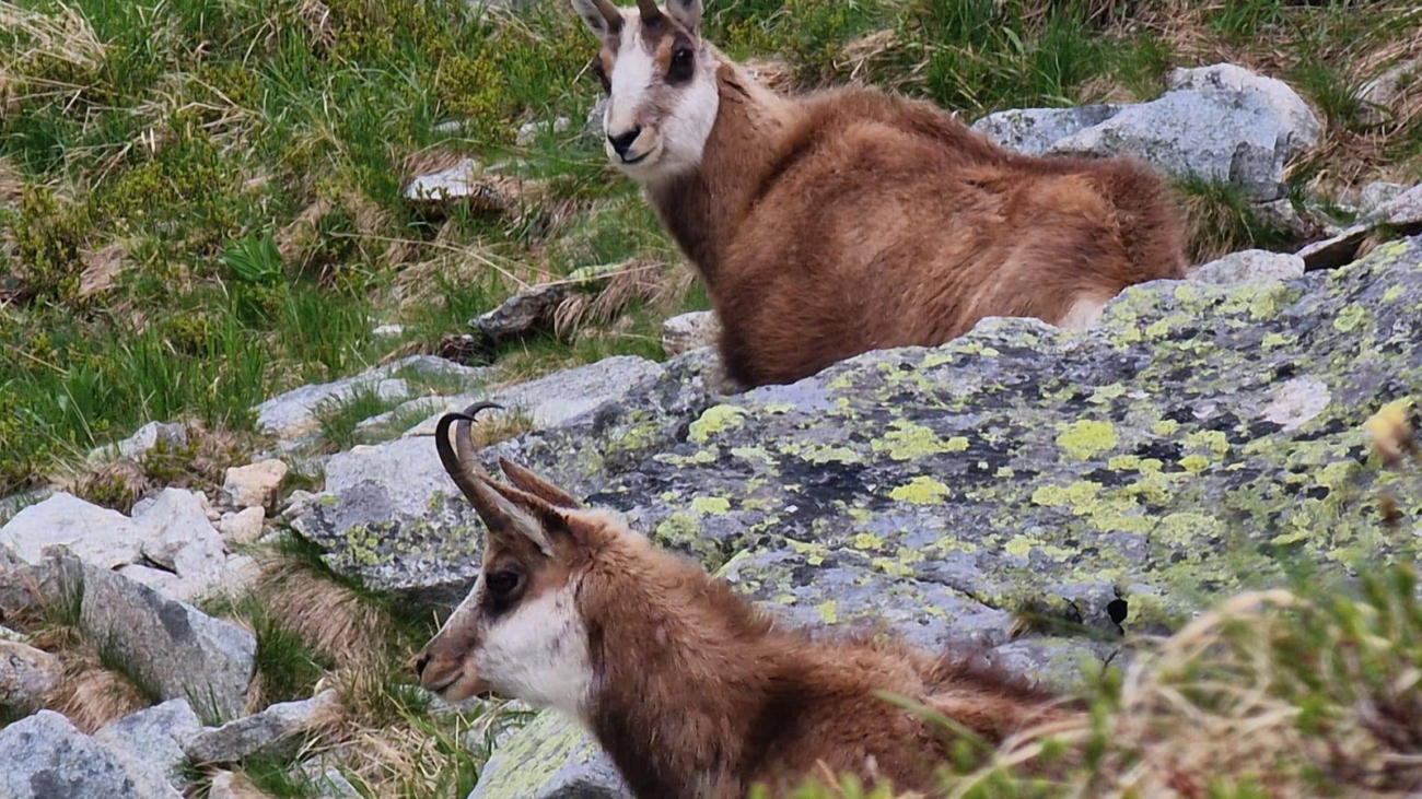 Jarné sčítanie kamzíkov v Tatrách ukázalo, že ich ubúda