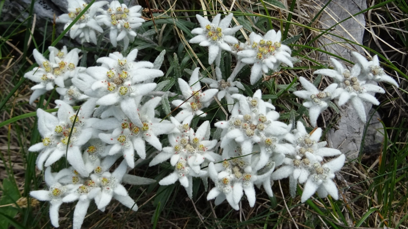 Plesnivec alpínsky. Foto: Alenka Tomanová.