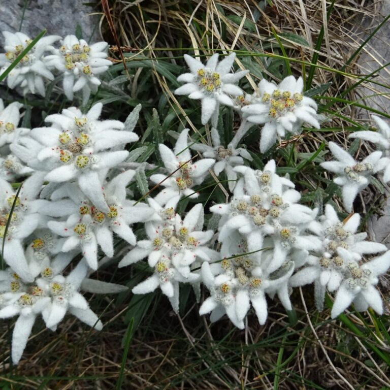 Plesnivec alpínsky. Foto: Alenka Tomanová.