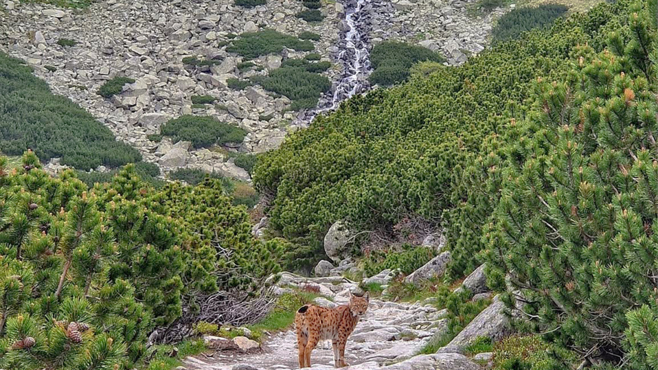 Rys na chodníku pred Sliezskym domom. Foto: Peter Cerva.