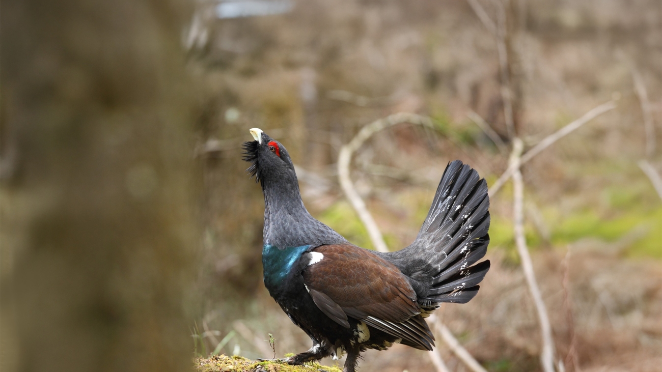 Hlucháň lesný patrí medzi ohrozené druhy živočíchov. Foto: Depositphotos.