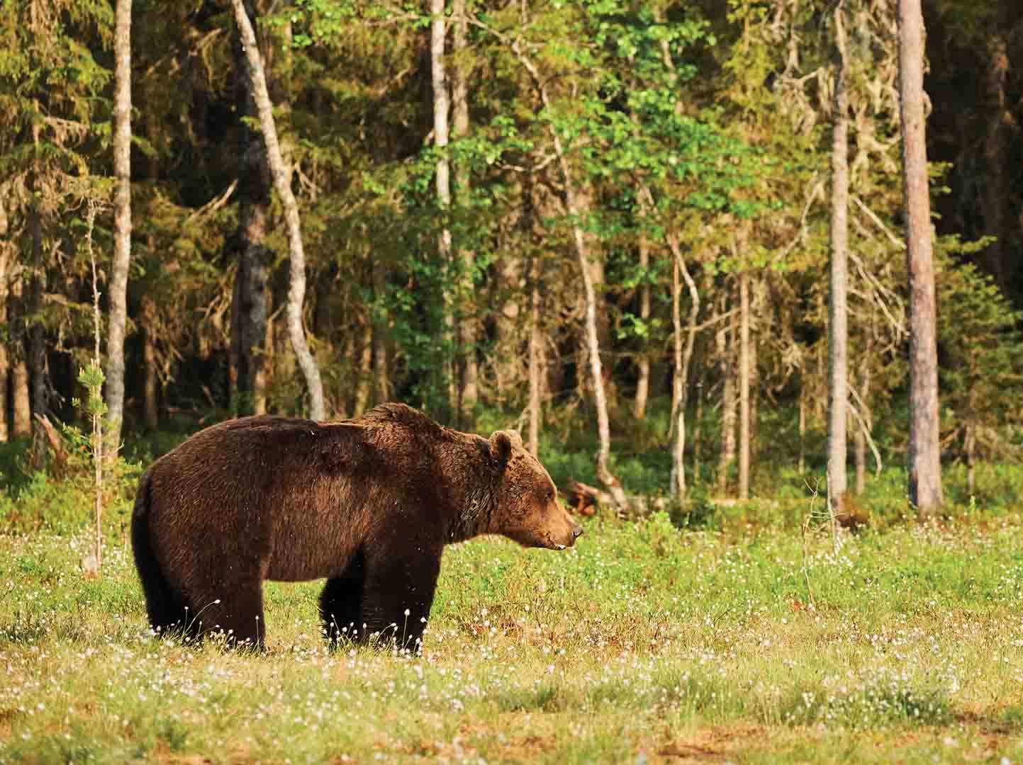 Šelma útočila v Národnom parku Nízke Tatry