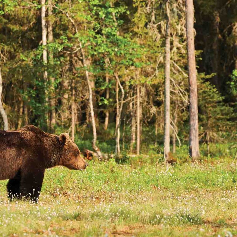 Medveď útočil pri Stanišovskej jaskyni