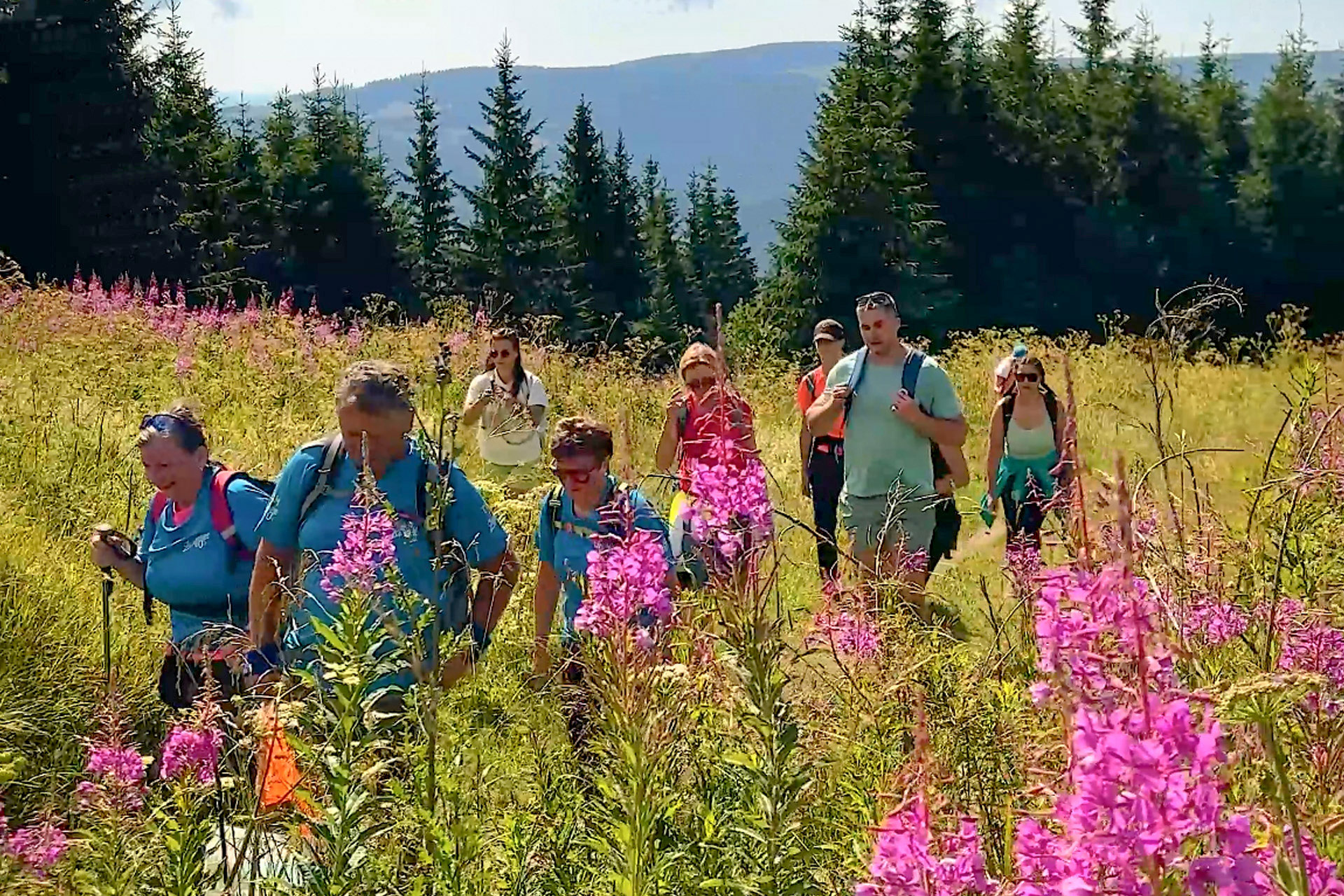 Vrbovka kvitla všade okolo nás a zafarbila krajinu na ružovo. Foto: Gabriela Kinčoková.
