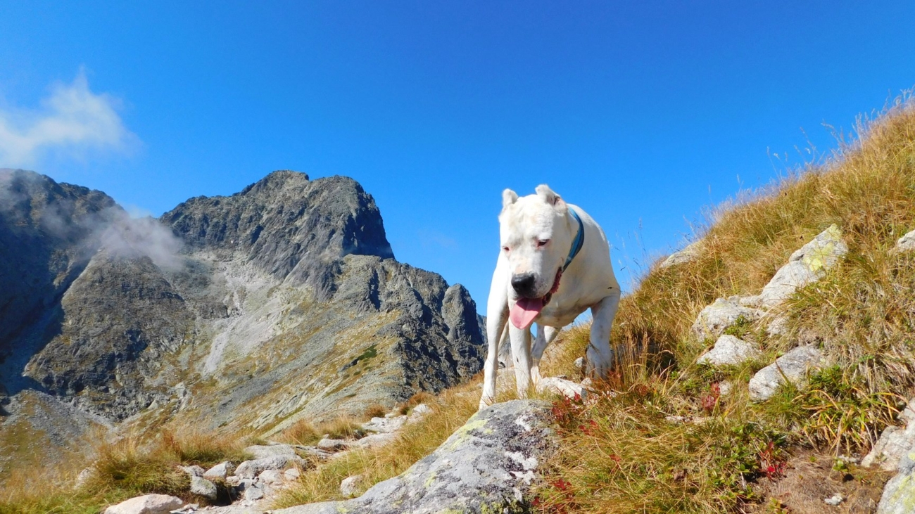 Ak chcete zobrať psa na turistické chodníky, má to svoje pravidlá