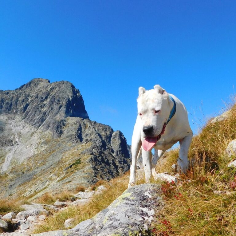 Ak chcete zobrať psa na turistické chodníky, má to svoje pravidlá