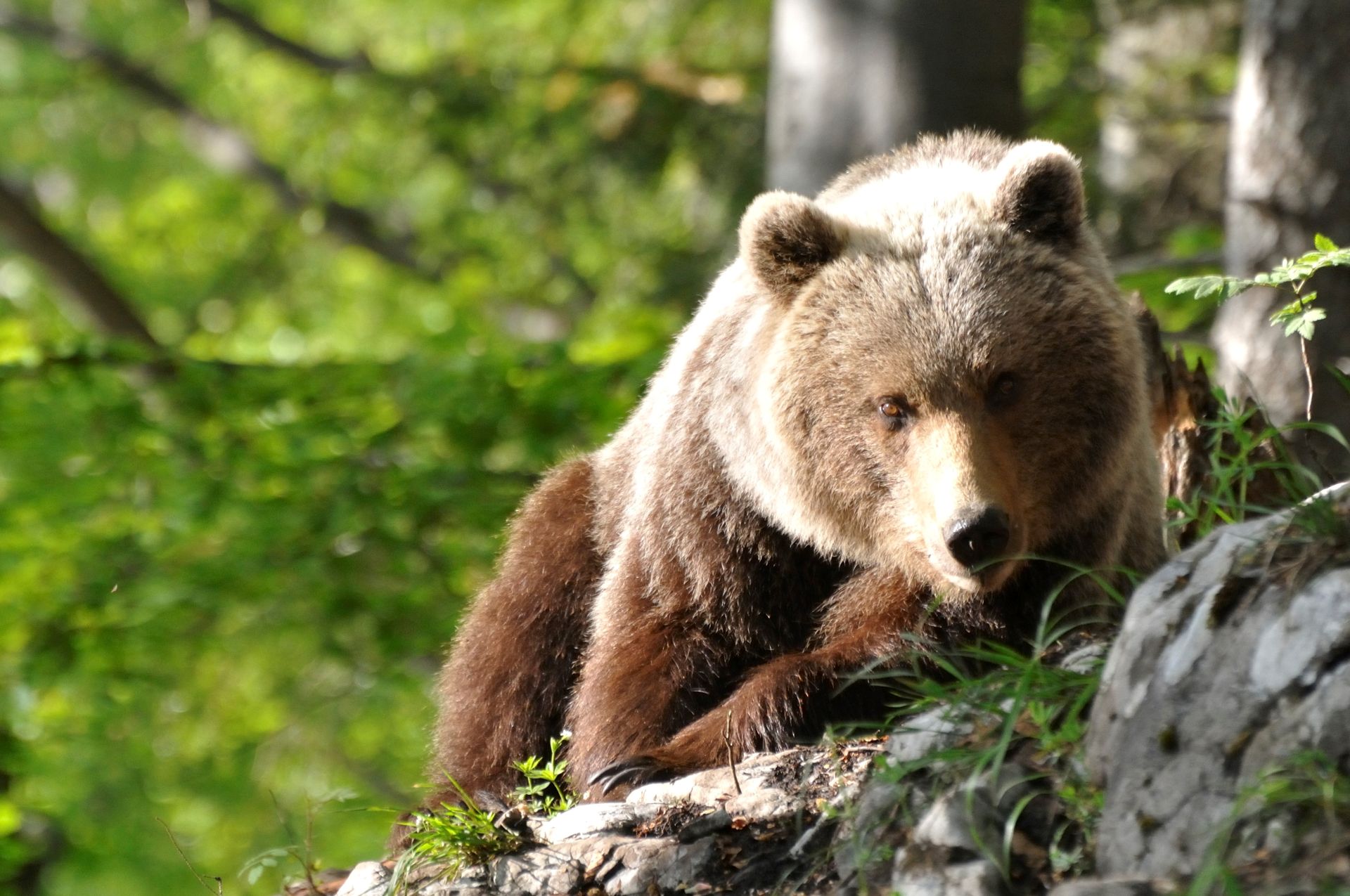 Šelma stratila plachosť. Pohybuje sa aj v blízkosti ľudí