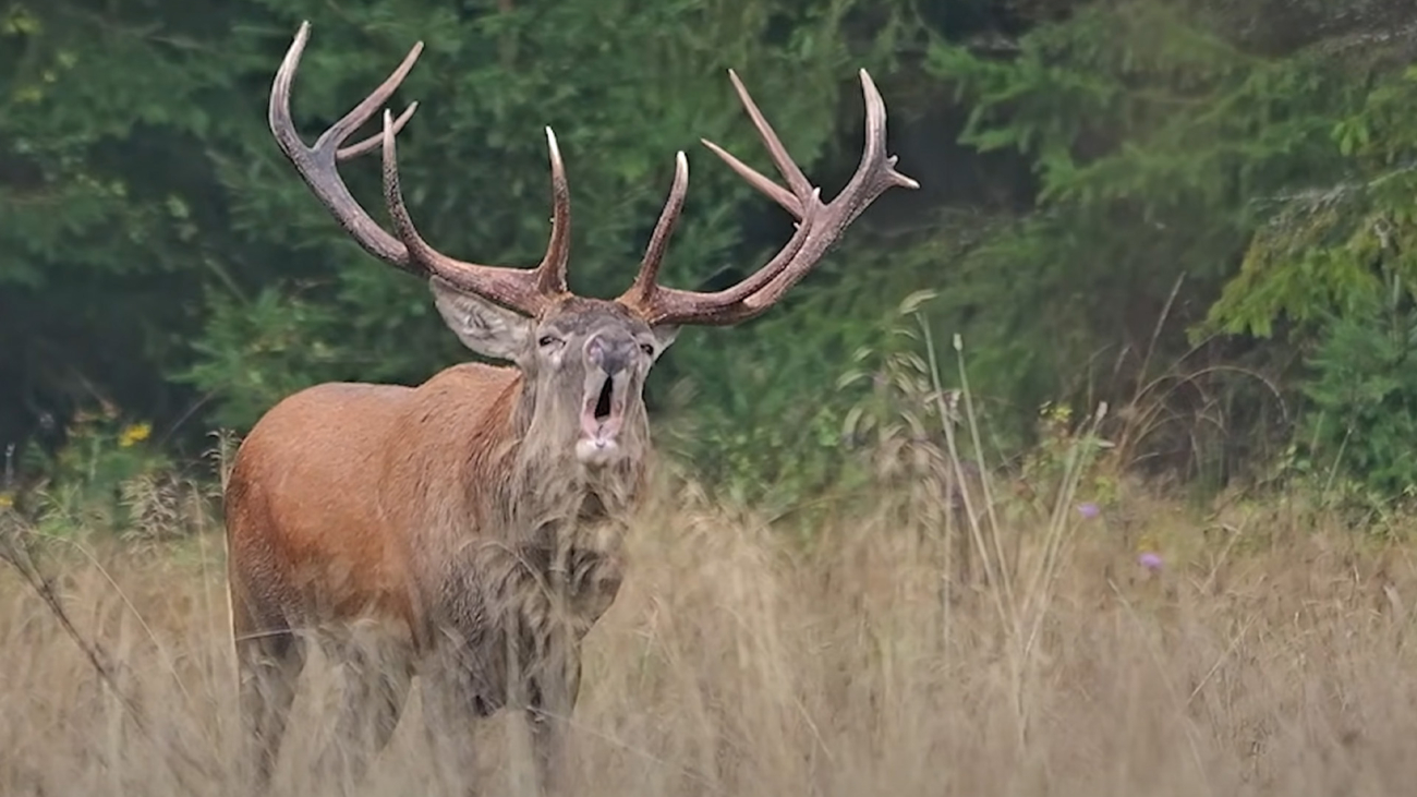 Jelenia ruja patrí medzi najúchvatnejšie javy v našej prírode. Foto: Tomáš KuUl Kučera.