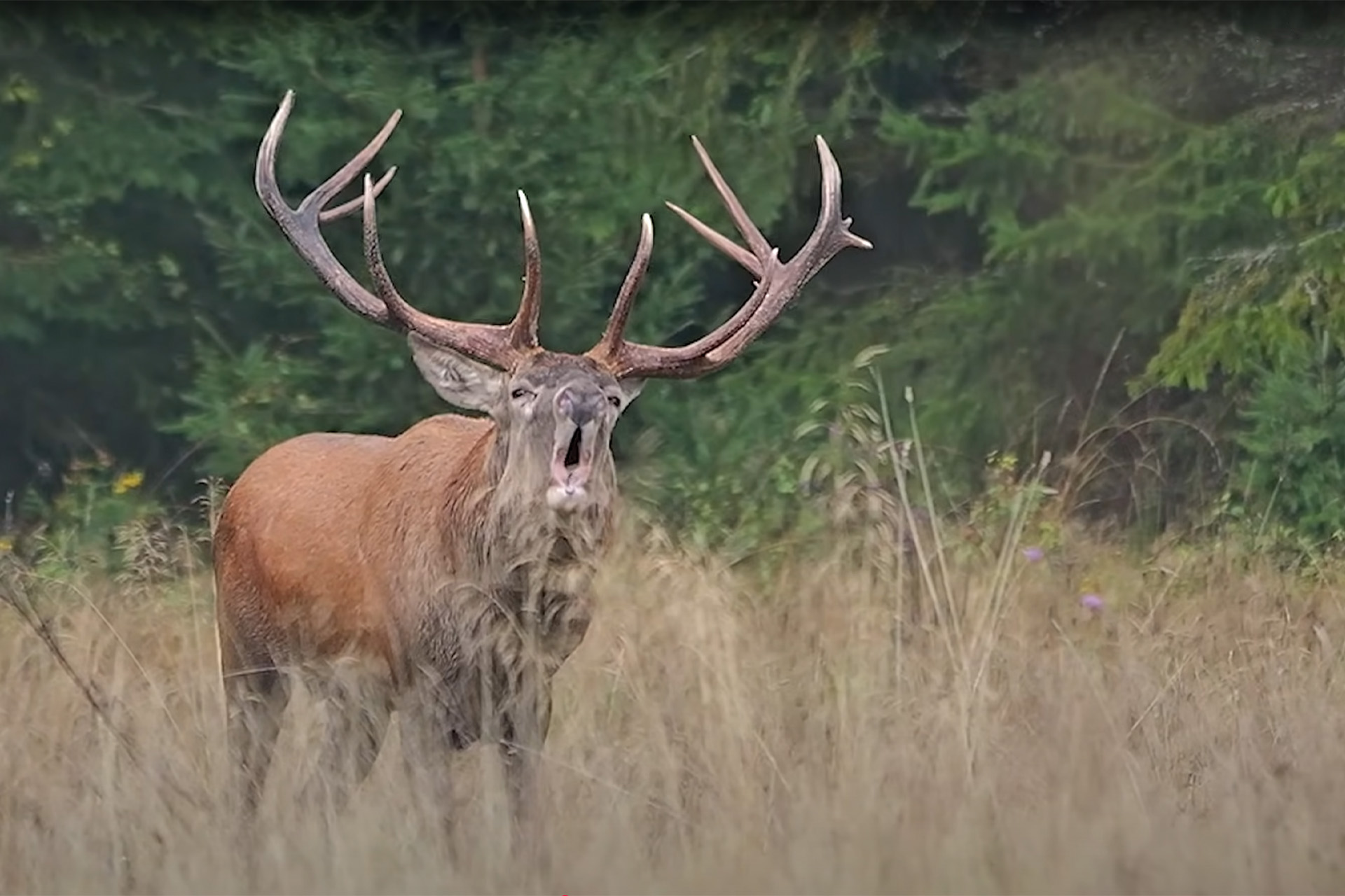 Jelenia ruja patrí medzi najúchvatnejšie javy v našej prírode. Foto: Tomáš KuUl Kučera.