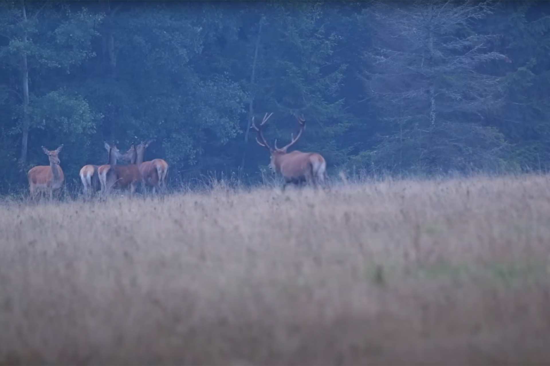 Jelenia ruja patrí medzi najúchvatnejšie javy v našej prírode. Foto: Tomáš KuUl Kučera.