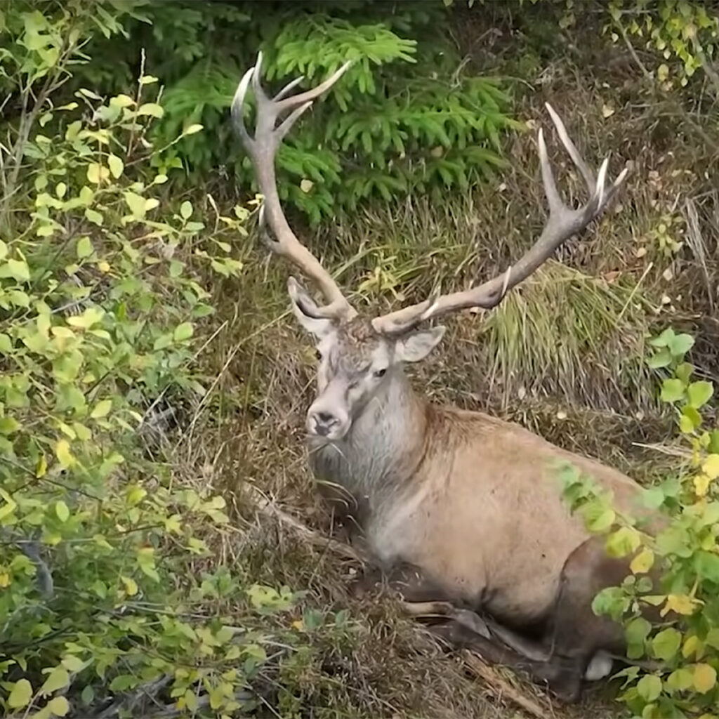 Jelenie parohy poskytujú poľovníkom dôležité informácie o zdraví, veku a kvalite zveri. Foto: Tomáš Kučera.