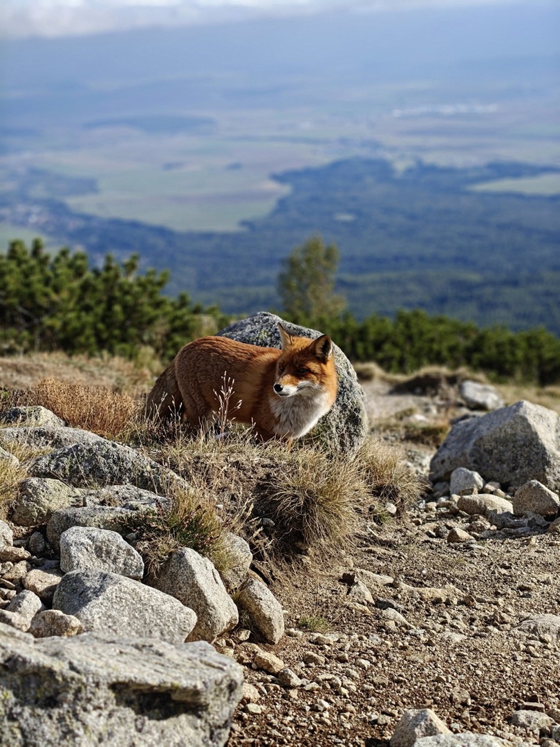 Na niektorých miestach v Tatrách je veľká pravdepodobnosť, že stretnete líšku. Napríklad na Skalnatom plese. Foto: Jarino Kováč.