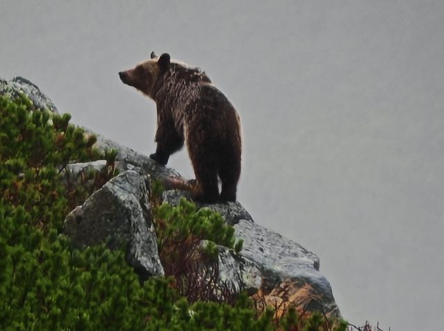 Niektorým z turistov medveď zapózoval