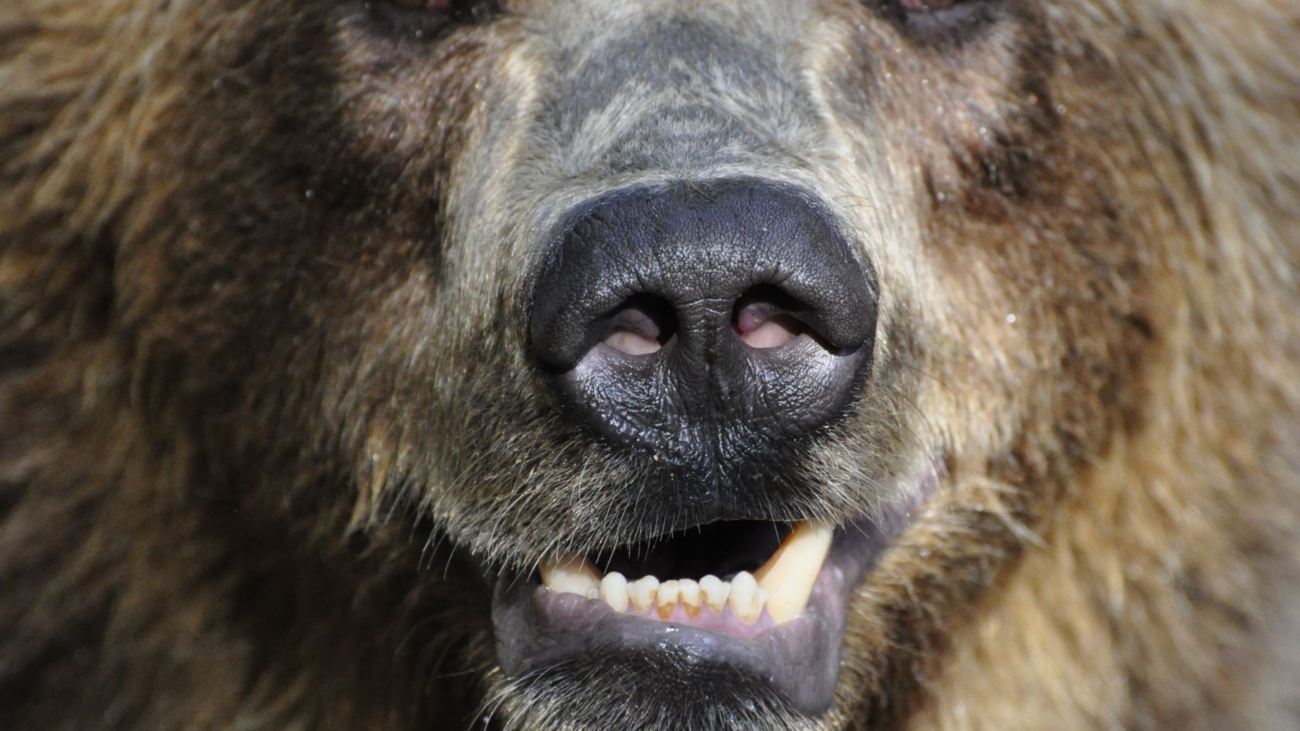 Šelma fascinuje. Nedávno ukázala turistom svoju prívetivejšiu tvár