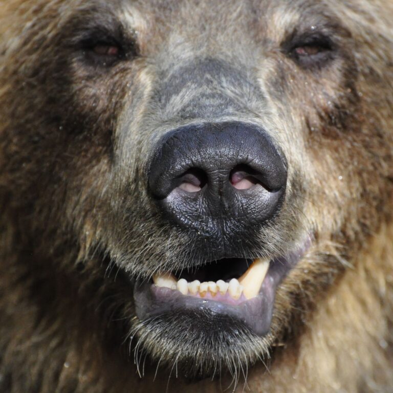 Šelma fascinuje. Nedávno ukázala turistom svoju prívetivejšiu tvár