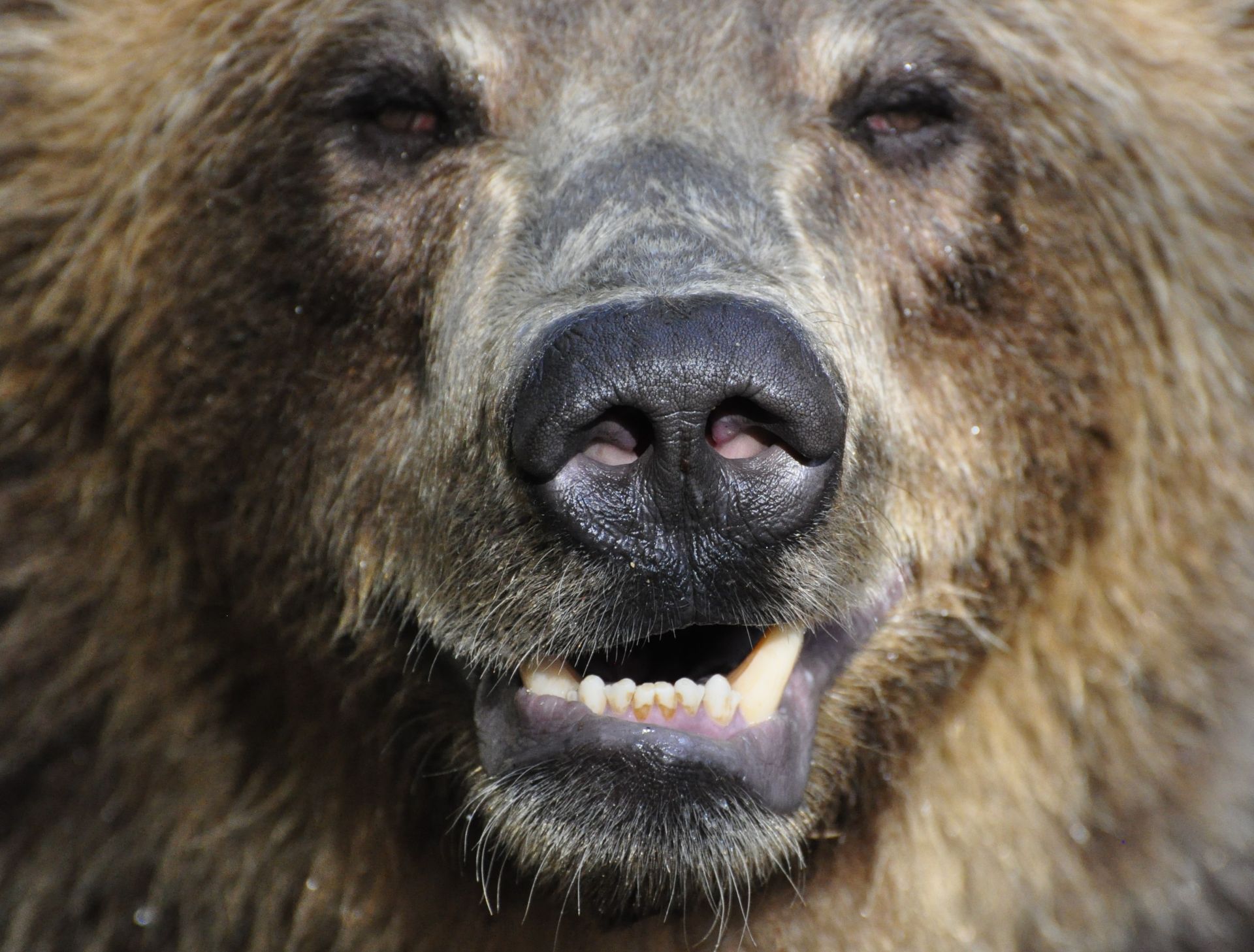 Šelma fascinuje. Nedávno ukázala turistom svoju prívetivejšiu tvár