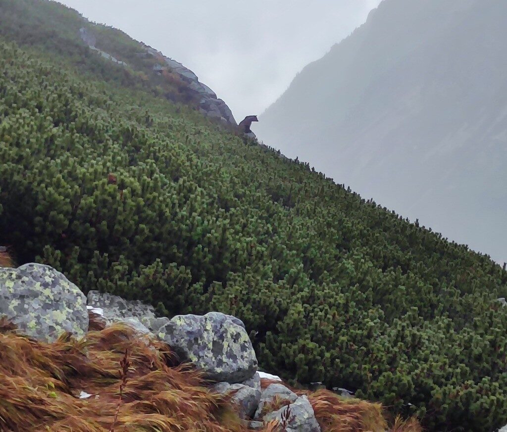 Obrázok medveďa na skale turistov očaril