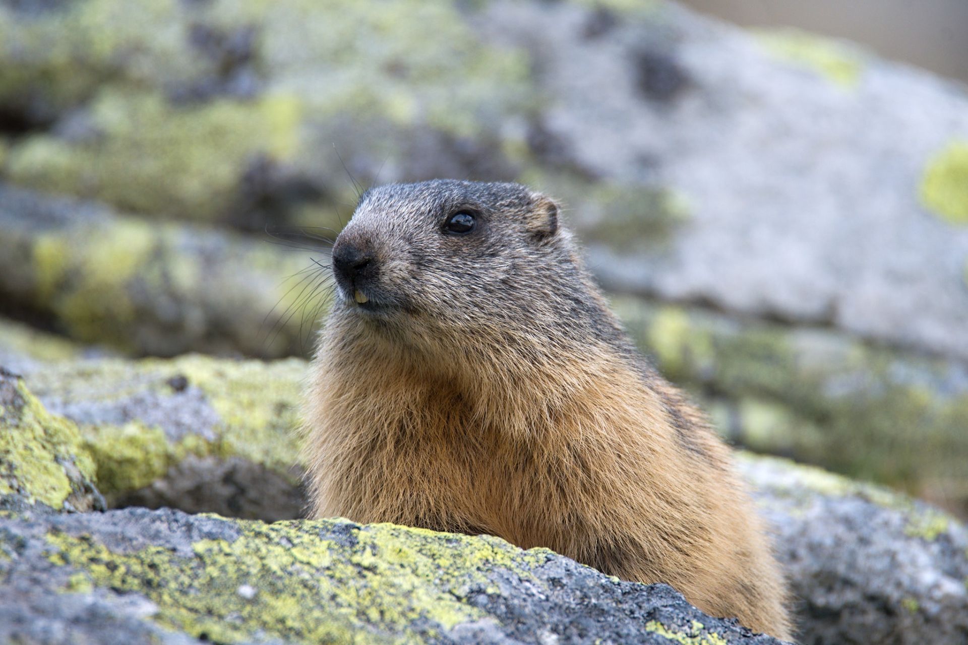 Svišť vrchovský tatranský