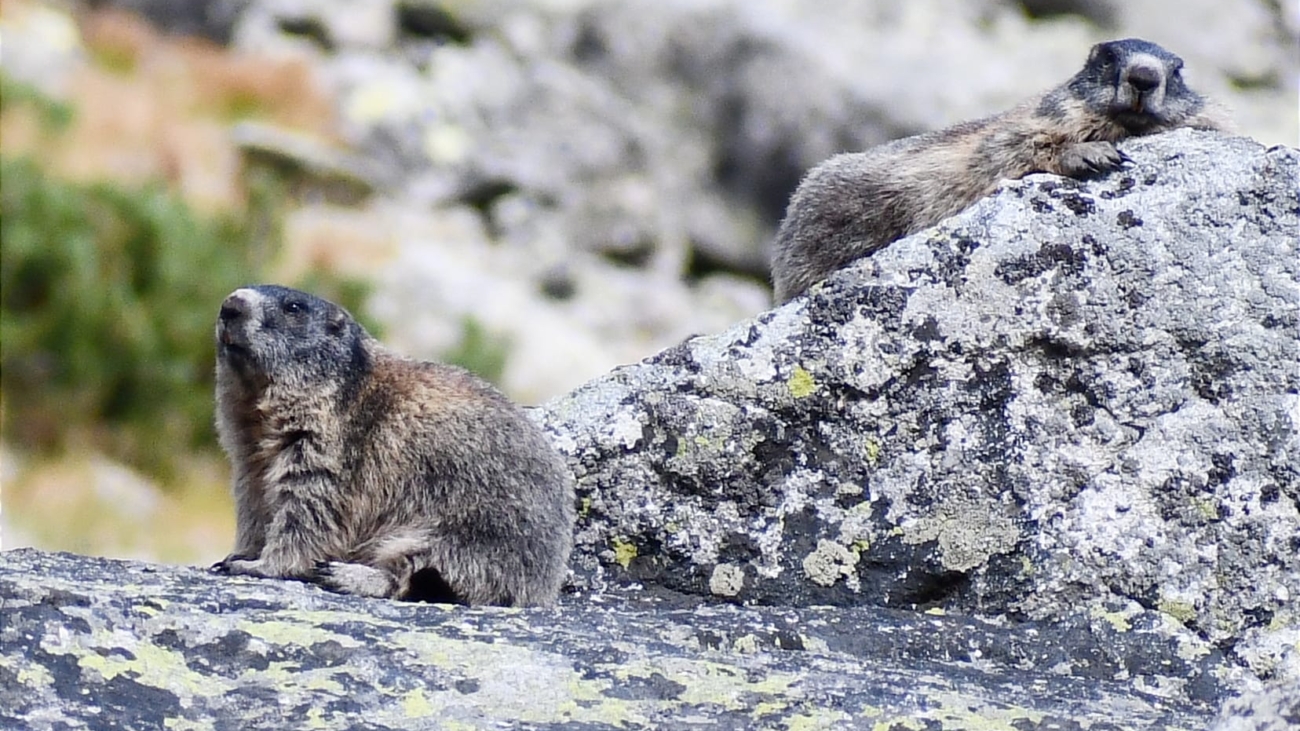 Už zaliezli do nôr