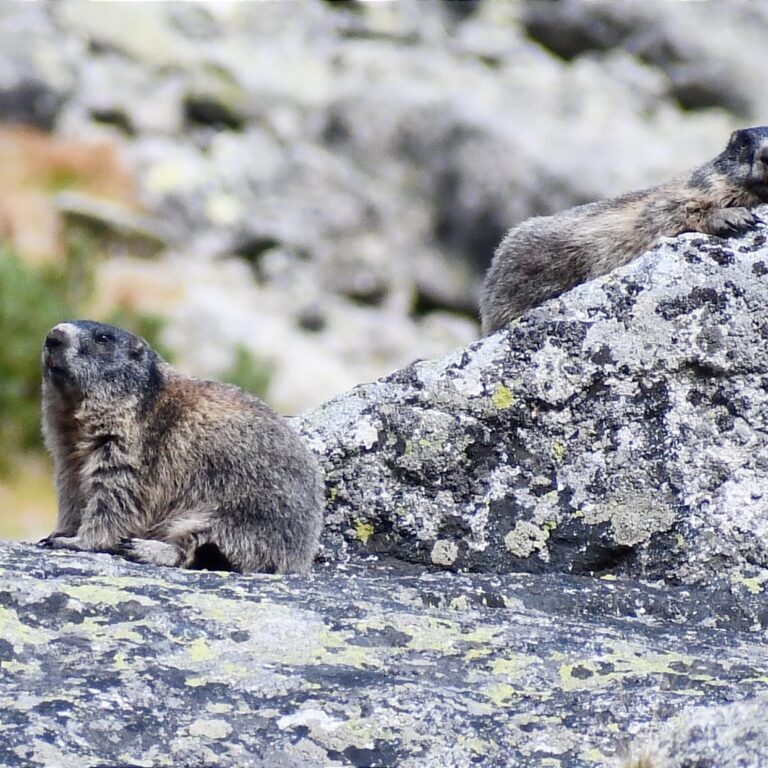 Už zaliezli do nôr