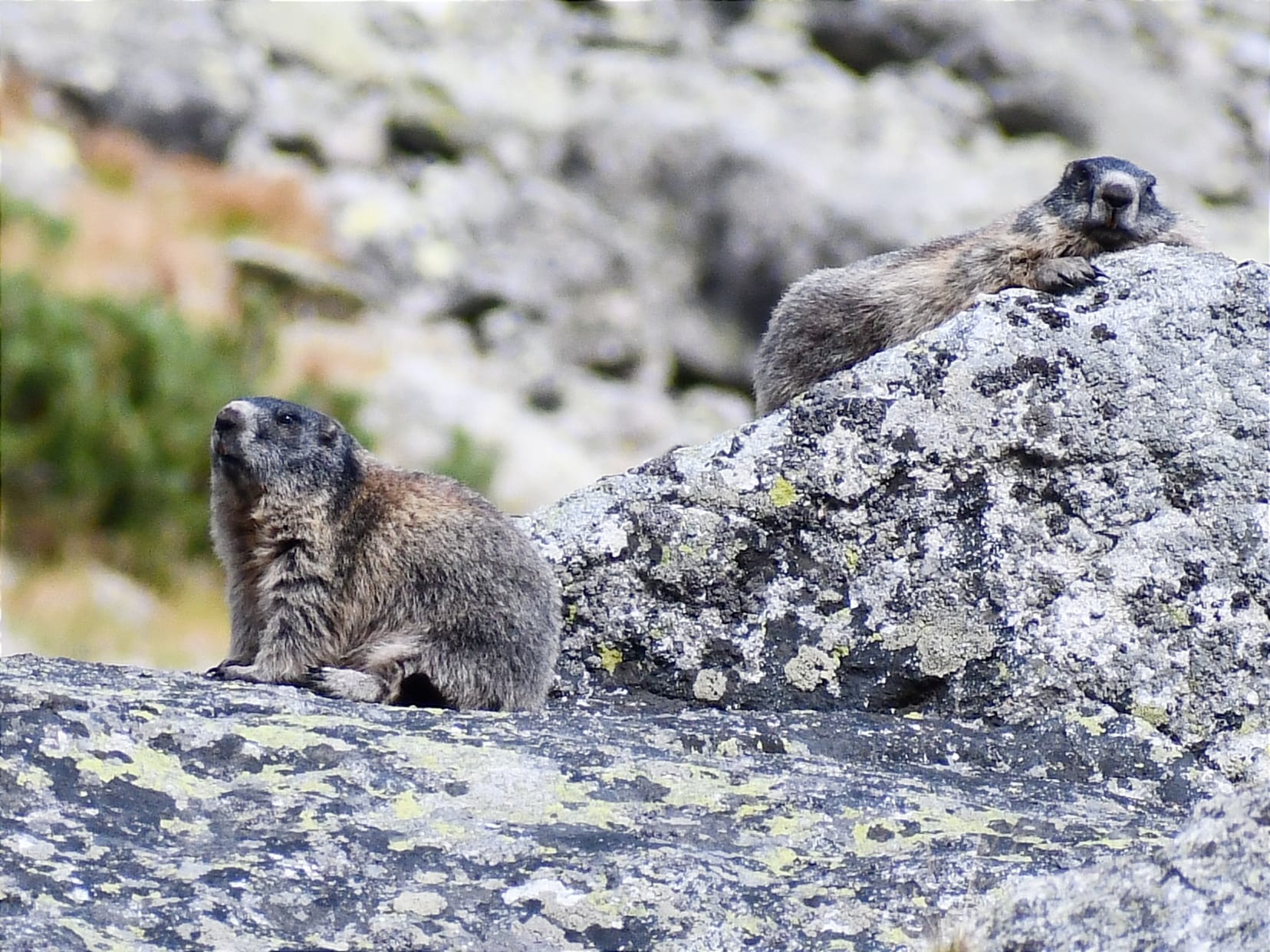 Už zaliezli do nôr