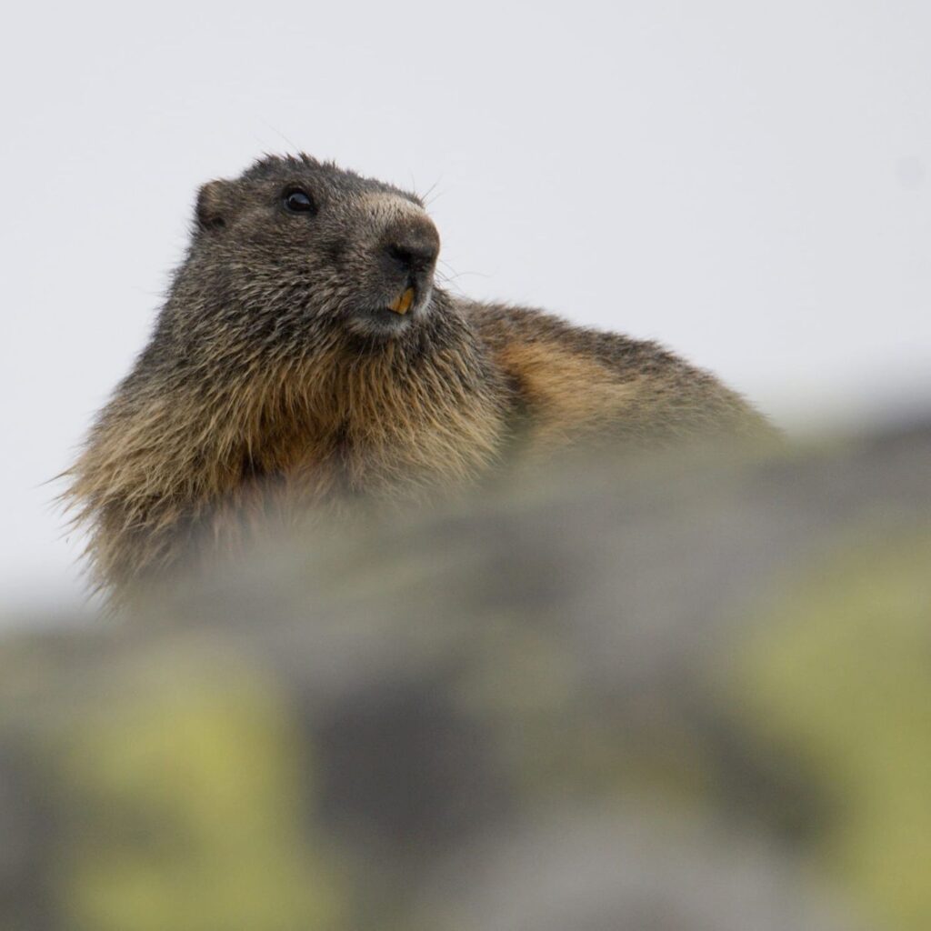 Jeden zo symbolov Tatier