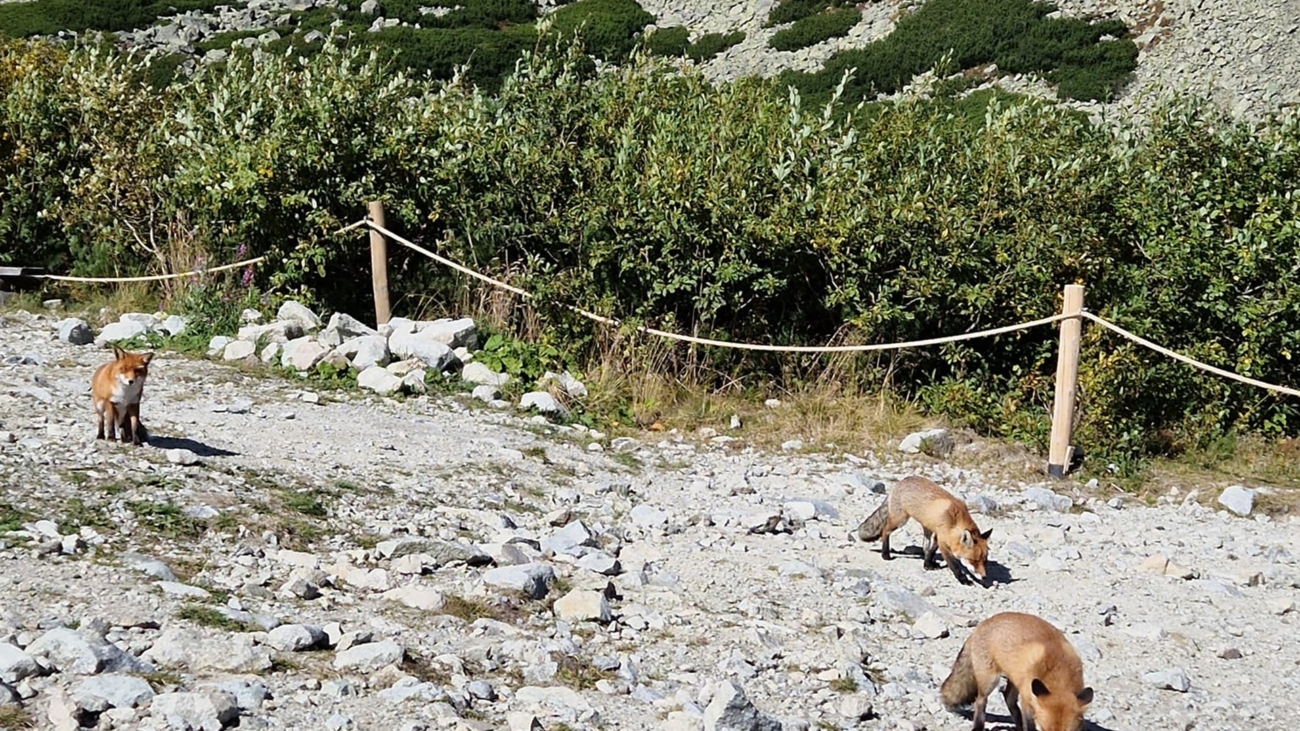 Keď stretnete na túre líšku, zachovajte si od nej radšej odstup. Foto: Vladimíra Těšitelová.