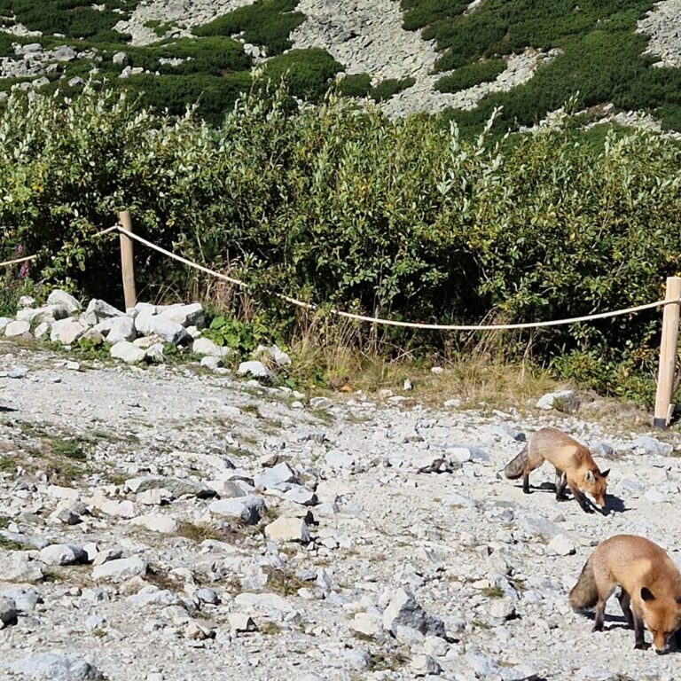 Keď stretnete na túre líšku, zachovajte si od nej radšej odstup. Foto: Vladimíra Těšitelová.