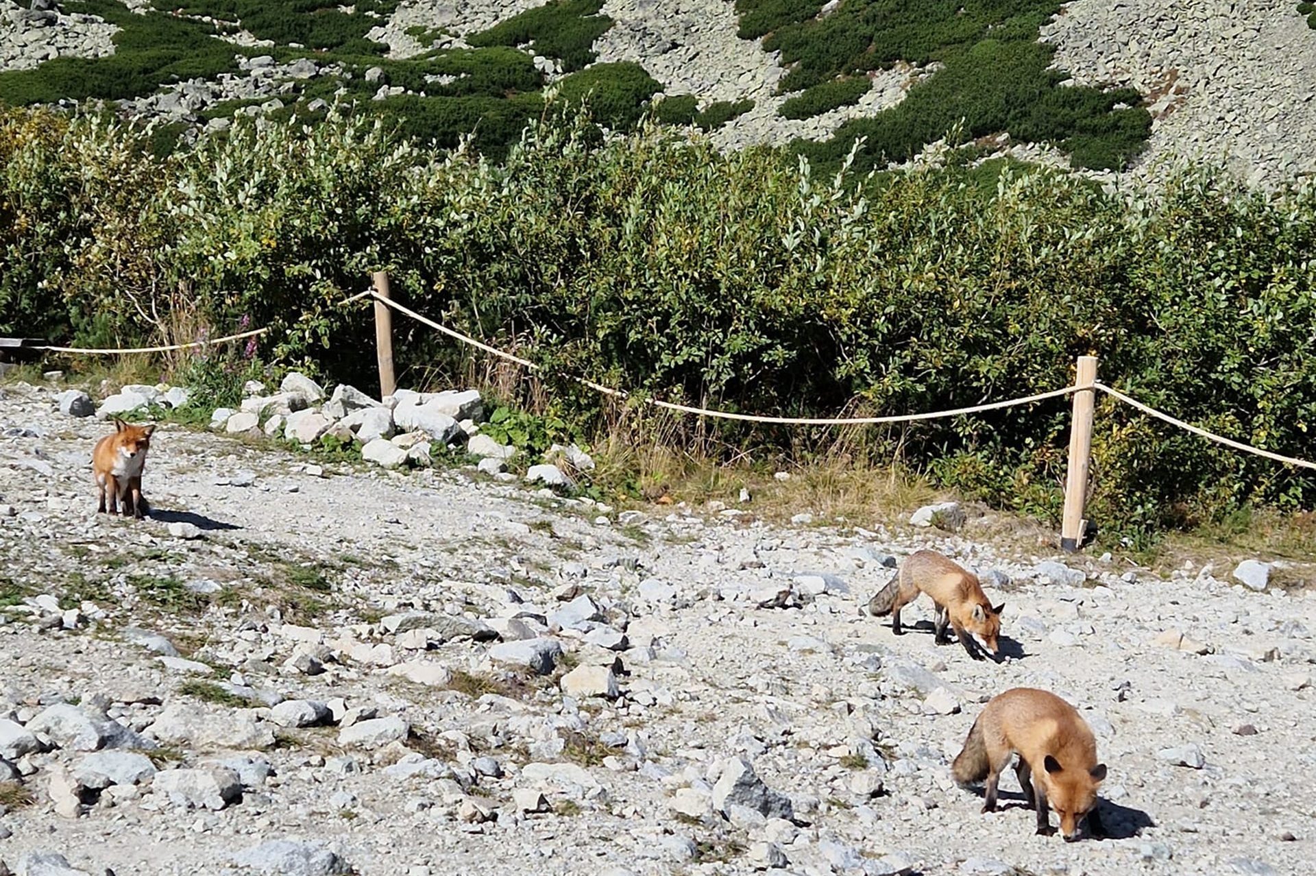 Keď stretnete na túre líšku, zachovajte si od nej radšej odstup. Foto: Vladimíra Těšitelová.